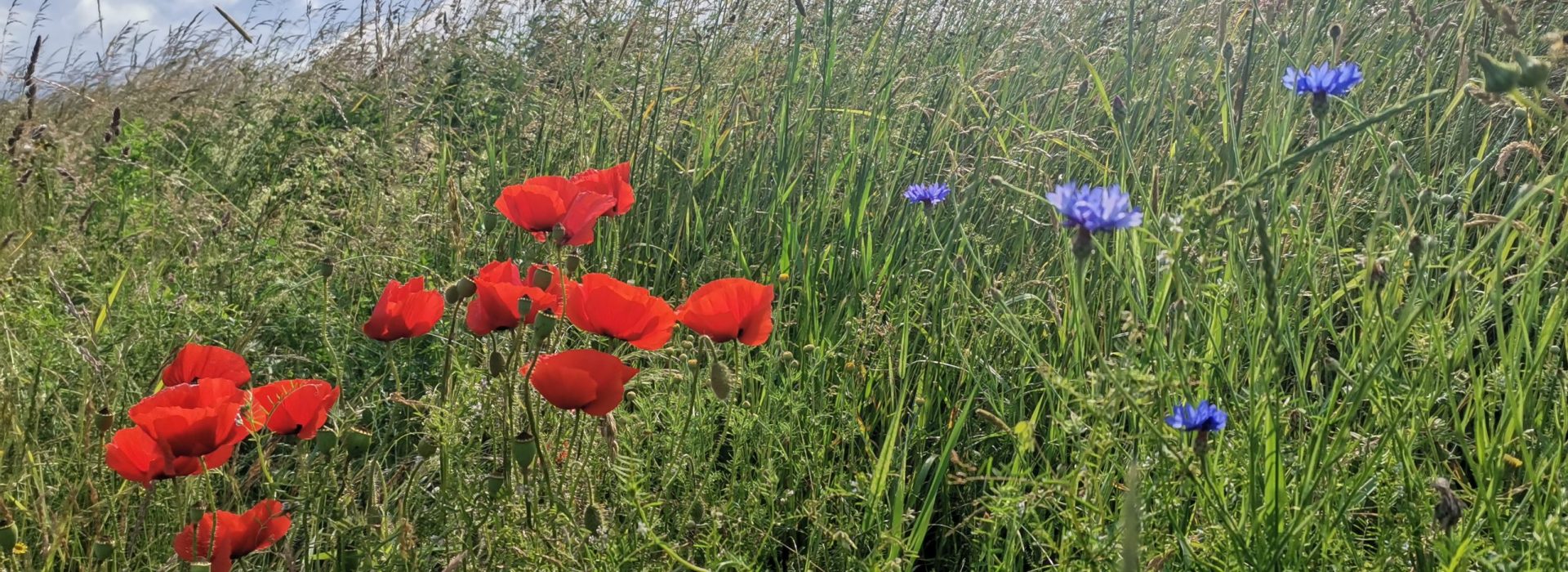 Startslider Wiese Startslider Wiese